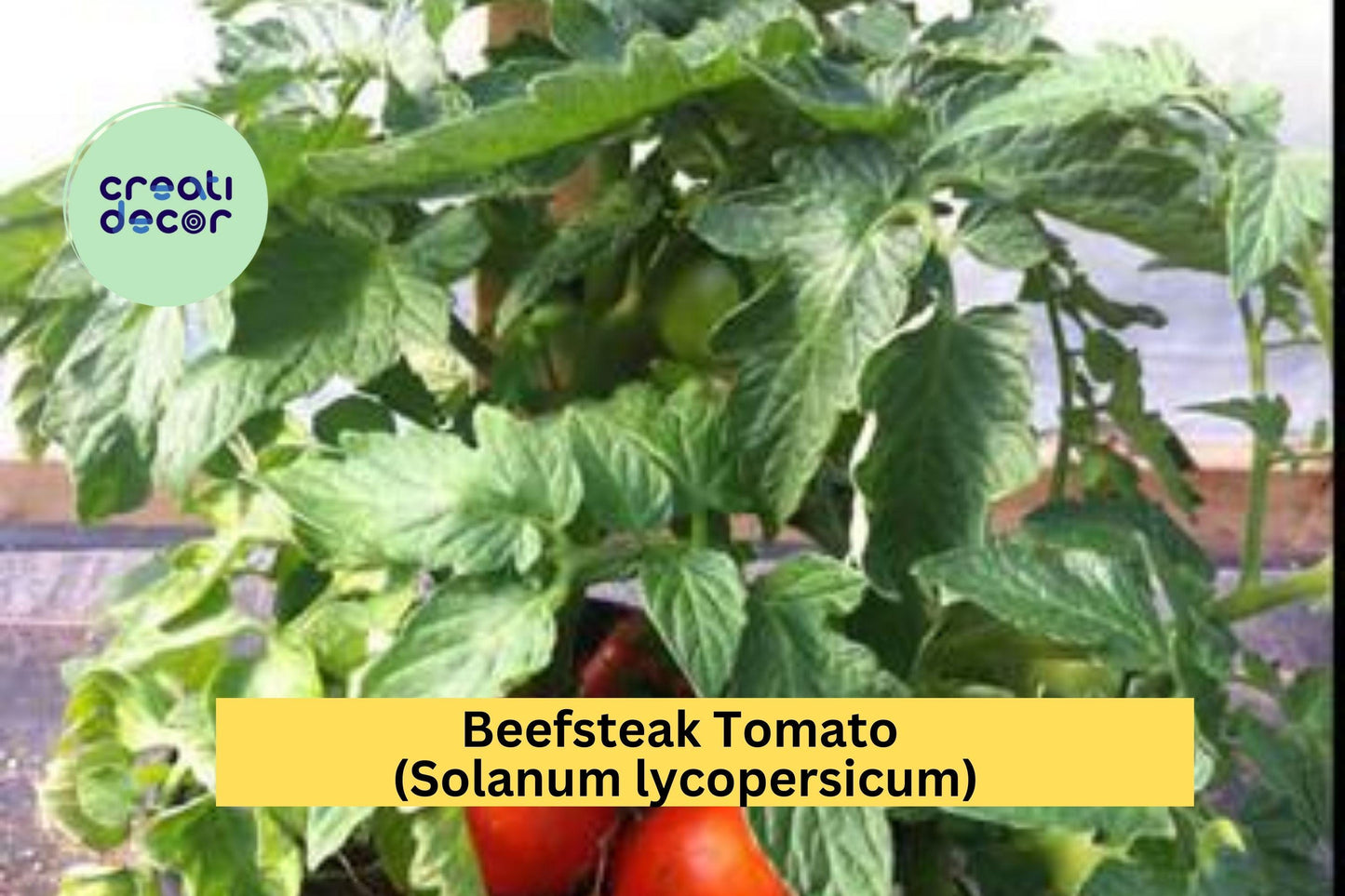 Beefsteak Tomato Live Plants | Set of 2 | 6–10" Tall Vegetables for Outdoor Garden, Patio, or Container Growing