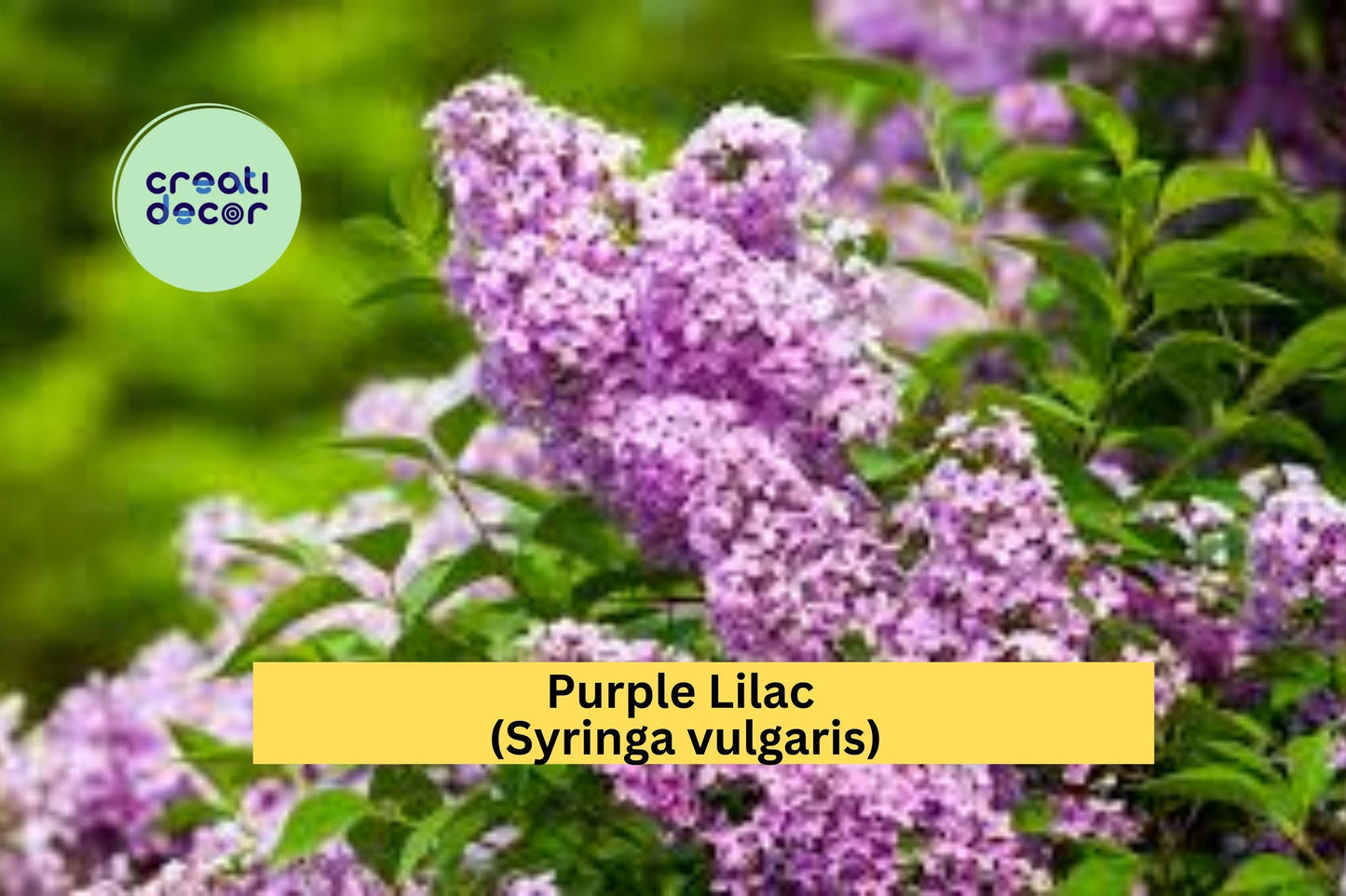 Purple Lilac Bush Plants | 5 Bare Root Shrubs with Planting Instructions | Fragrant Flowering Perennial for Spring Gardens