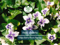 10 Wild Violets Plants – Live Bare Root Mix (Purple & White) – Hardy Groundcover Perennial Flowers – Shade-Loving Blooms