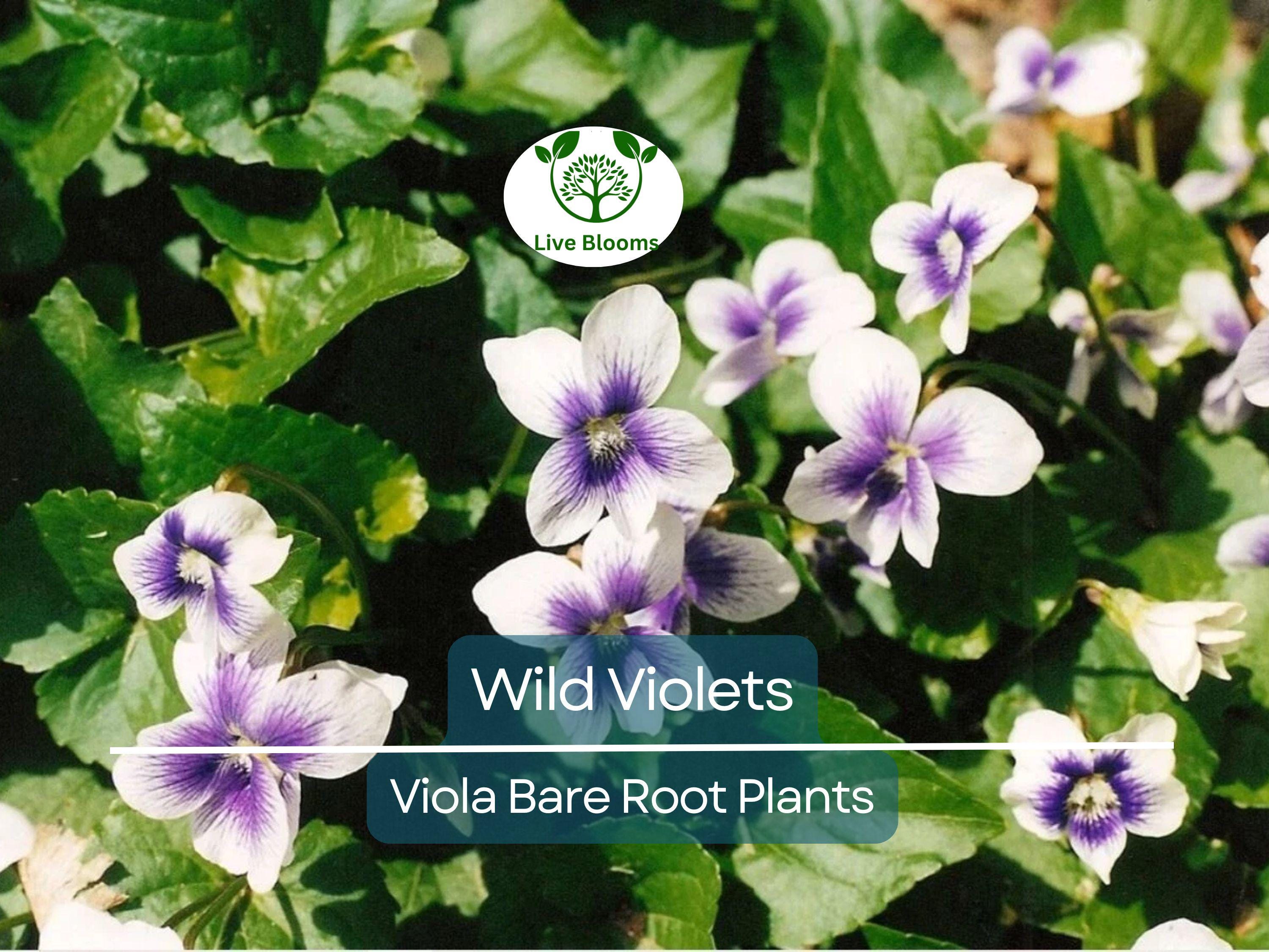 10 Wild Violets Plants – Live Bare Root Mix (Purple & White) – Hardy Groundcover Perennial Flowers – Shade-Loving Blooms