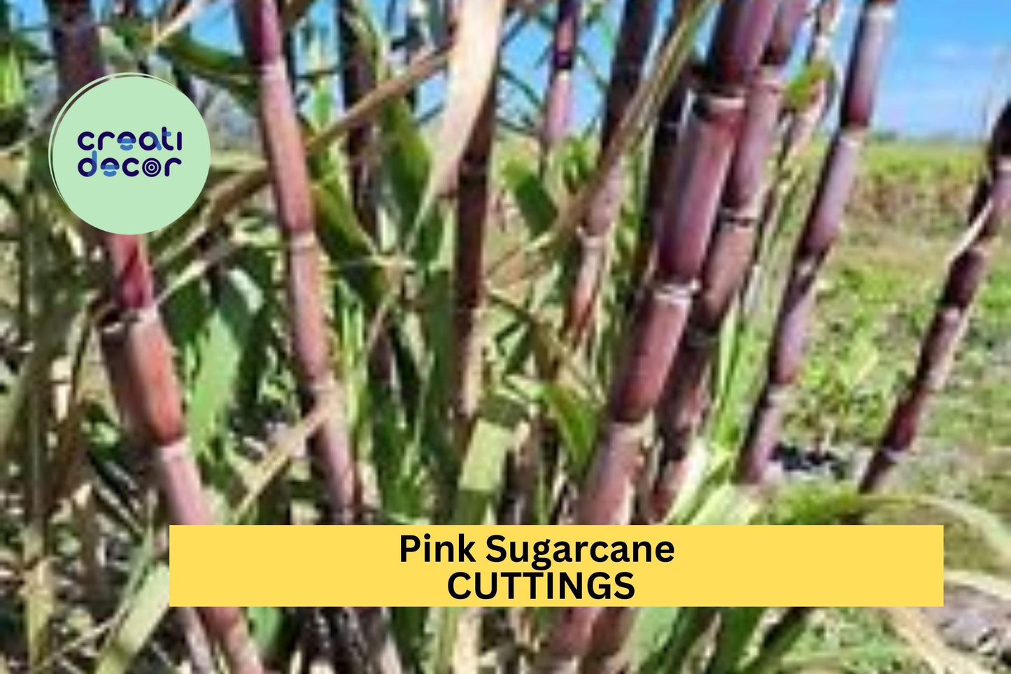 2 Red Sugarcane Cuttings – Fresh Organic Heirloom | Sweet Stalk Plant for Garden or Propagation | Tropical Non-GMO Planting Material