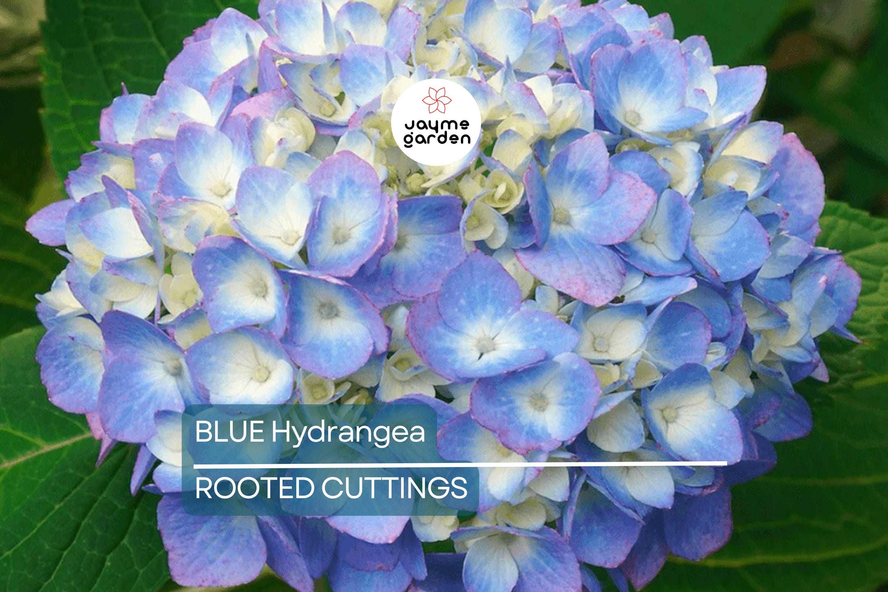 Blue Hydrangea Plants | 3-5” Fully Rooted Cuttings | Live Plant | Gorgeous Blooms | Color Change |