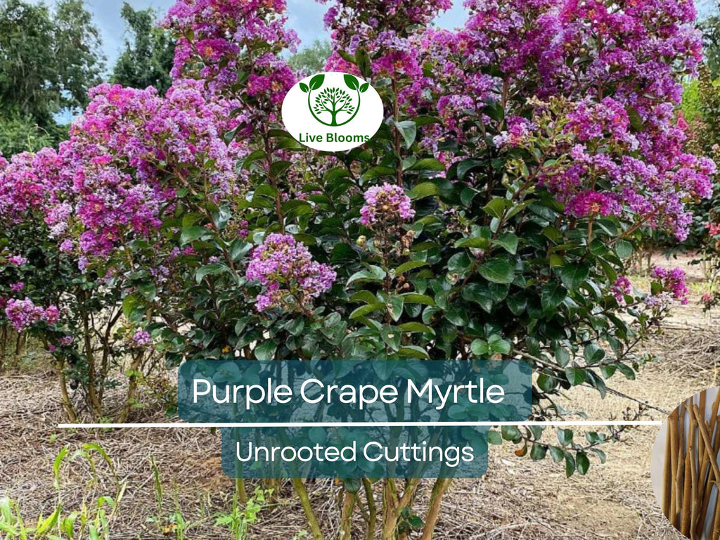 8 Purple Crape Myrtle Unrooted Cuttings 6-8"- Fresh & Ready to Root - Lagerstroemia, Light Purple Blooms, Easy to Grow, Perfect for Garden
