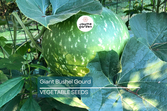 15 Giant Bushel Gourd Seeds - Up to 100 lbs! - Non-GMO Heirloom - Basket & Craft Gourd - US Seller