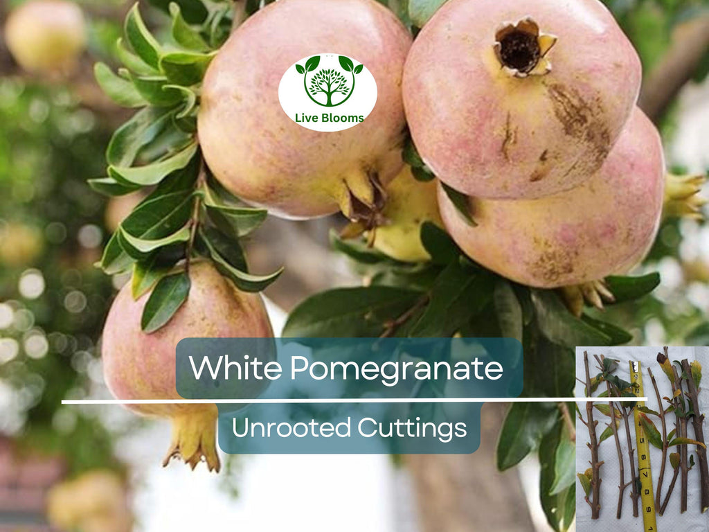 10 Rare Organic White Pomegranate Unrooted Cuttings 8-10" - Punica Granatum - Unique Fruit Tree for Propagation & Garden