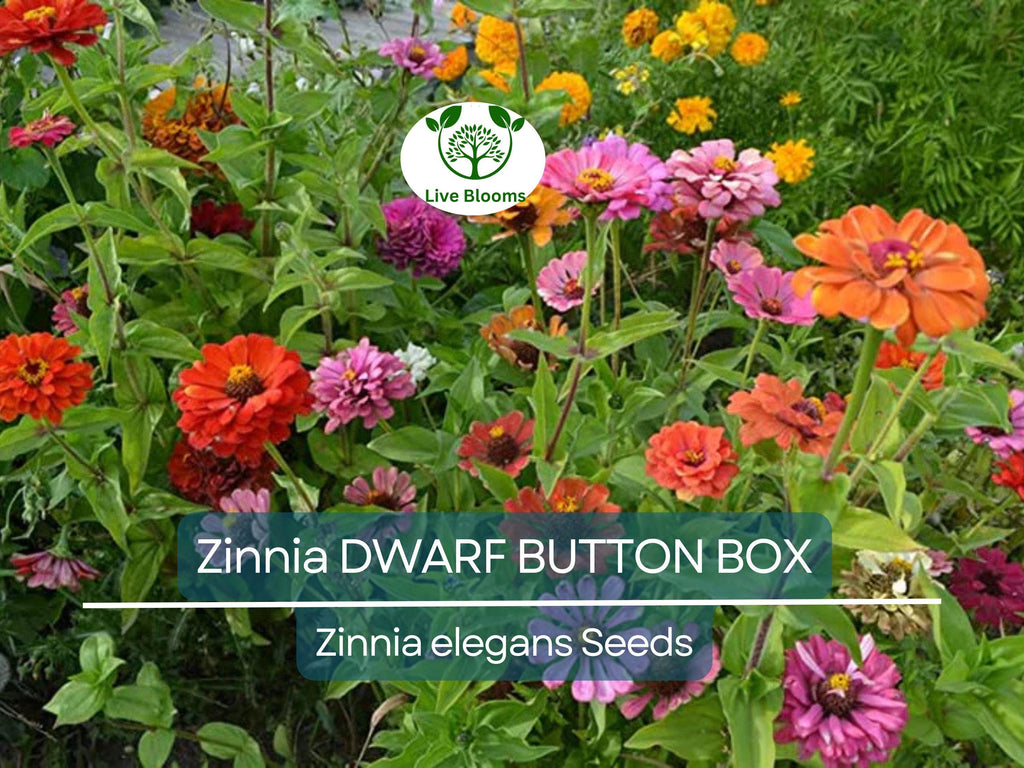 200 Zinnia Dwarf BUTTON BOX Heirloom Seeds - Non-GMO, Dainty Color Mix, Perfect for Containers & Gardens - Zinnia elegans
