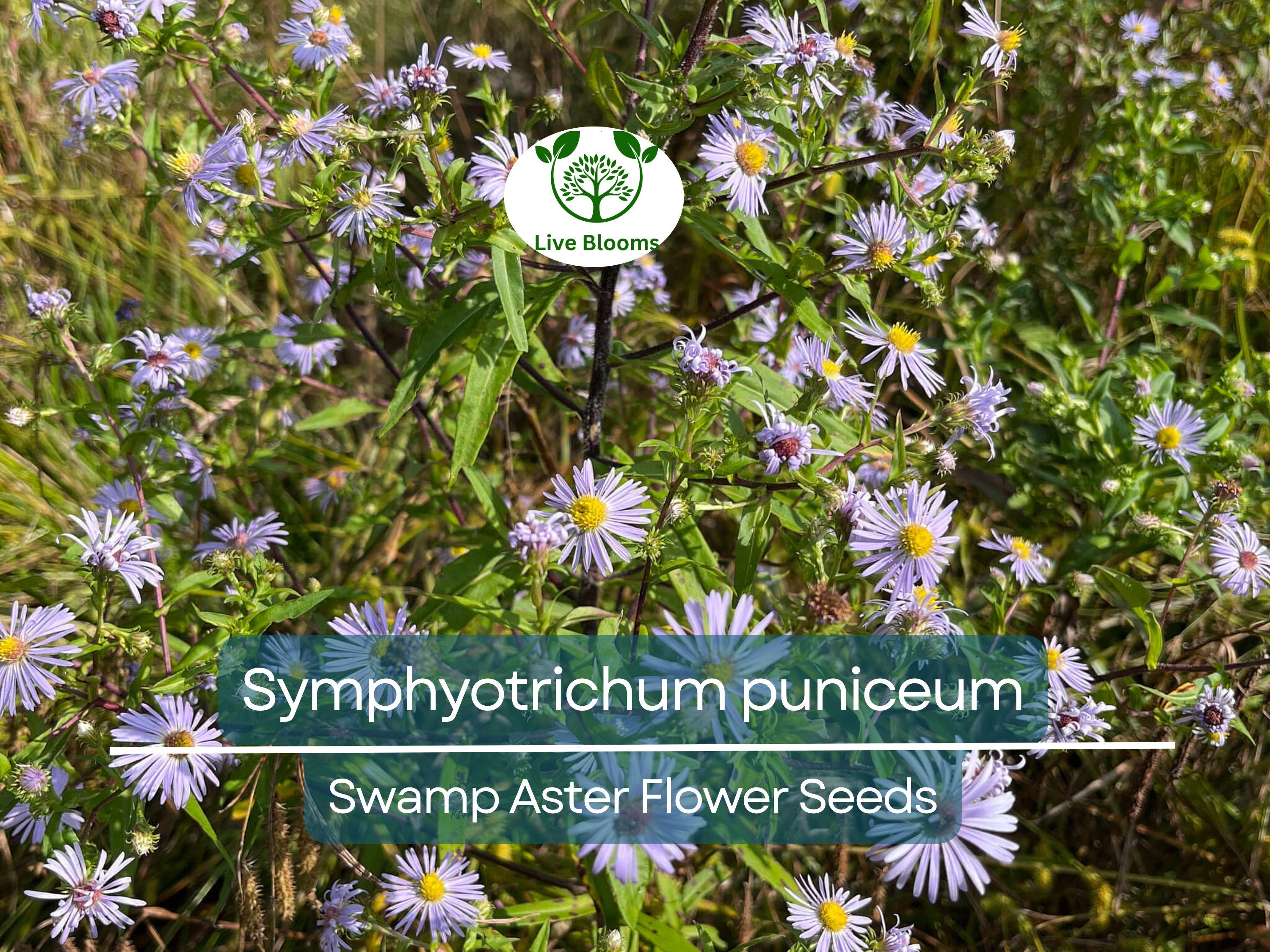 350 Symphyotrichum Puniceum Swamp Aster Seeds, Native Wildflower, Purple Flowers, Perennial, Pollinator-Friendly, Wetland Garden, Landscape