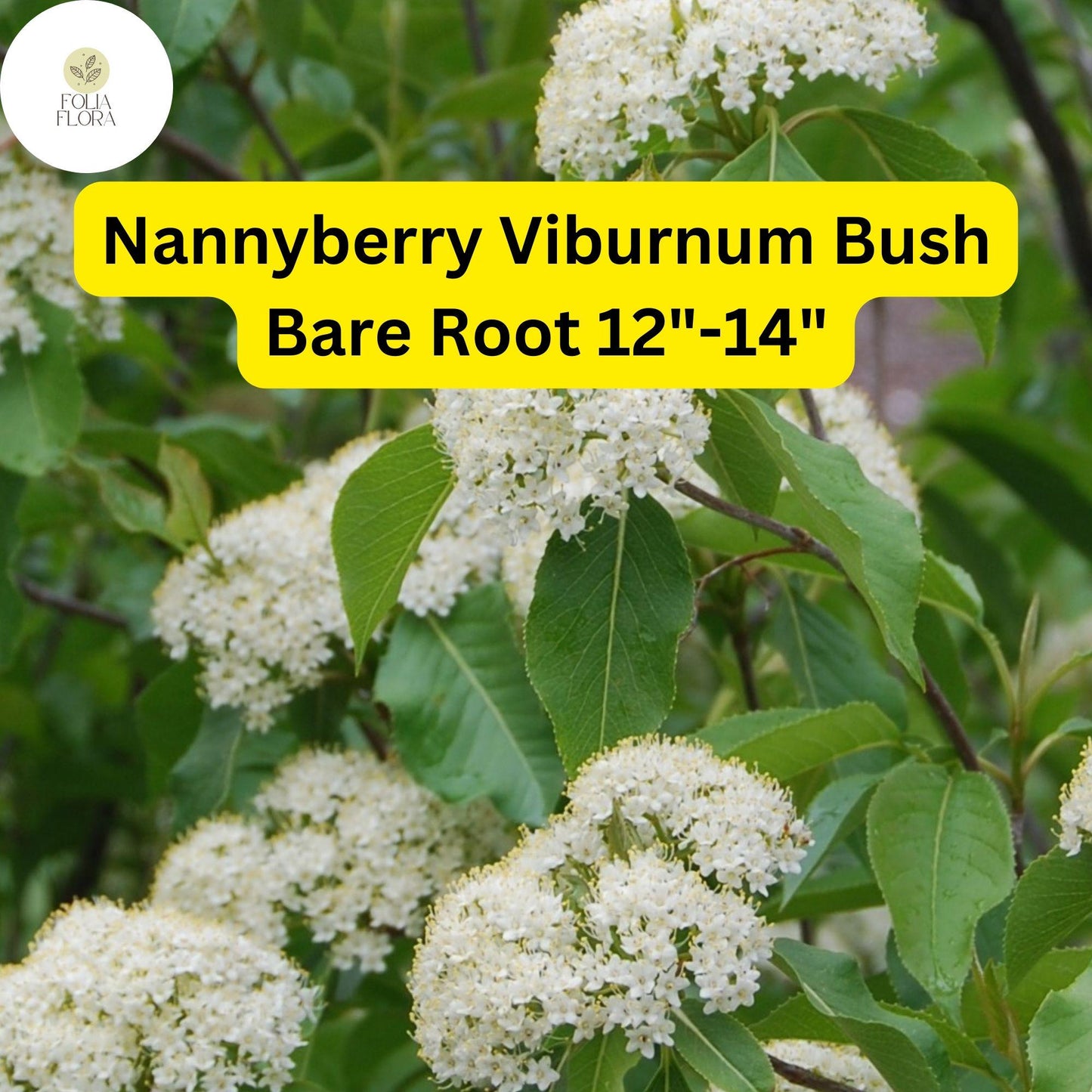 1 Nannyberry Viburnum Bush (Viburnum lentago) – Live Bare Root Plant 12"-14"