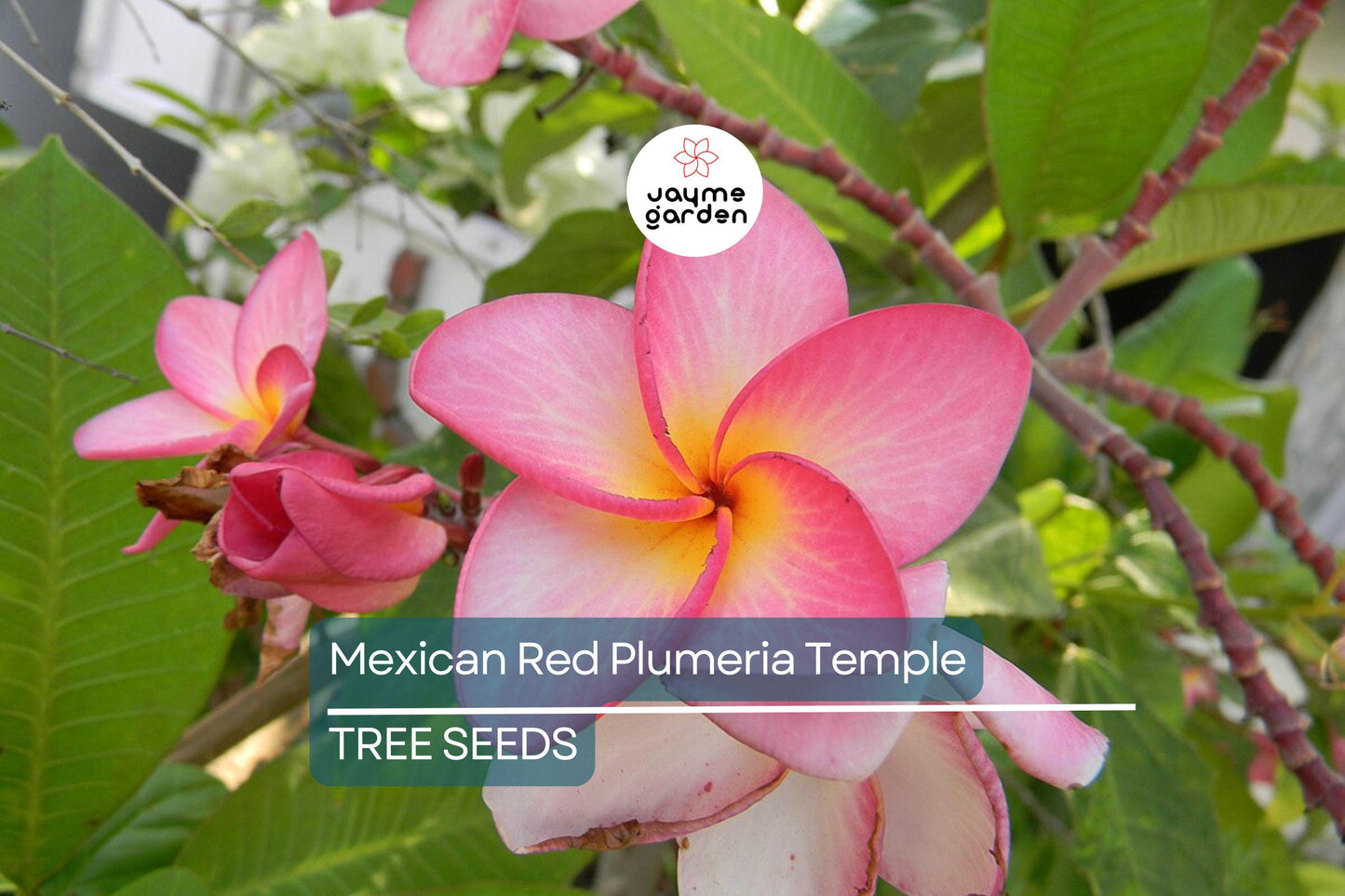 5 Mexican Red Plumeria Seeds (P. rubra) – Tropical Frangipani Flower, Fragrant Blooms, USDA Zones 10-12, Attracts Hummingbirds & Butterflies