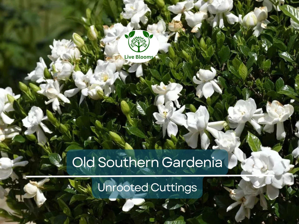 12 Unrooted Cuttings Old Southern Gardenia, 63-Year-Old Plant, Fragrant Flowers, Ideal for Propagation, Grow Your Own Gardenia Plant