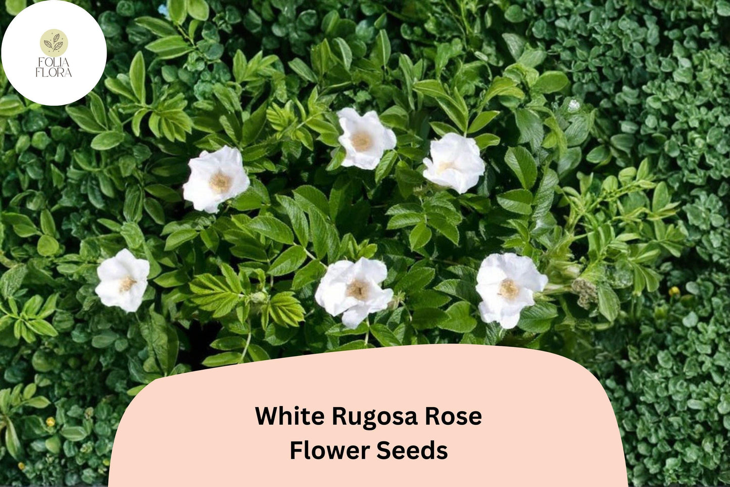 White Rugosa Rose Seeds – 25 Rosa rugosa Alba | Hardy Fragrant Flowering Shrub for Garden & Landscape