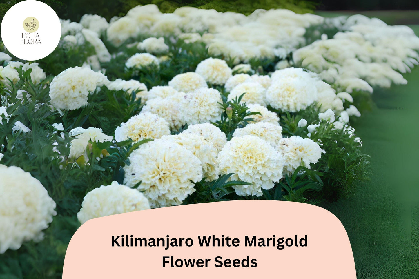 25+ Kilimanjaro White Marigold Seeds | Tagetes erecta | Tall African Marigold | Elegant Cream-White Blooms for Garden Planting