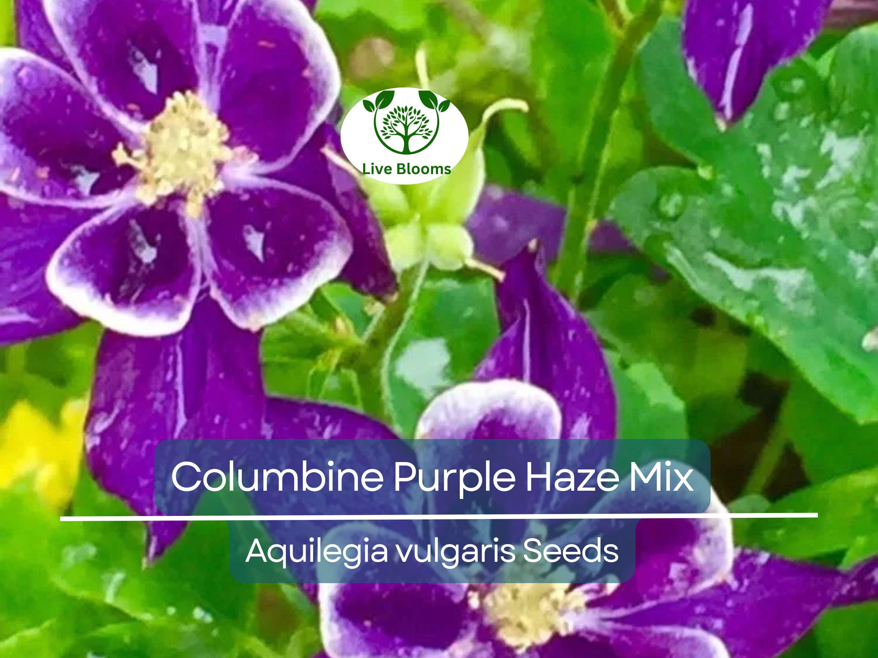 200 Seeds Columbine Purple Haze Mix (Aquilegia vulgaris) Perennial Flowers, Non-GMO, Attracts Hummingbirds & Butterflies, Colorful Garden