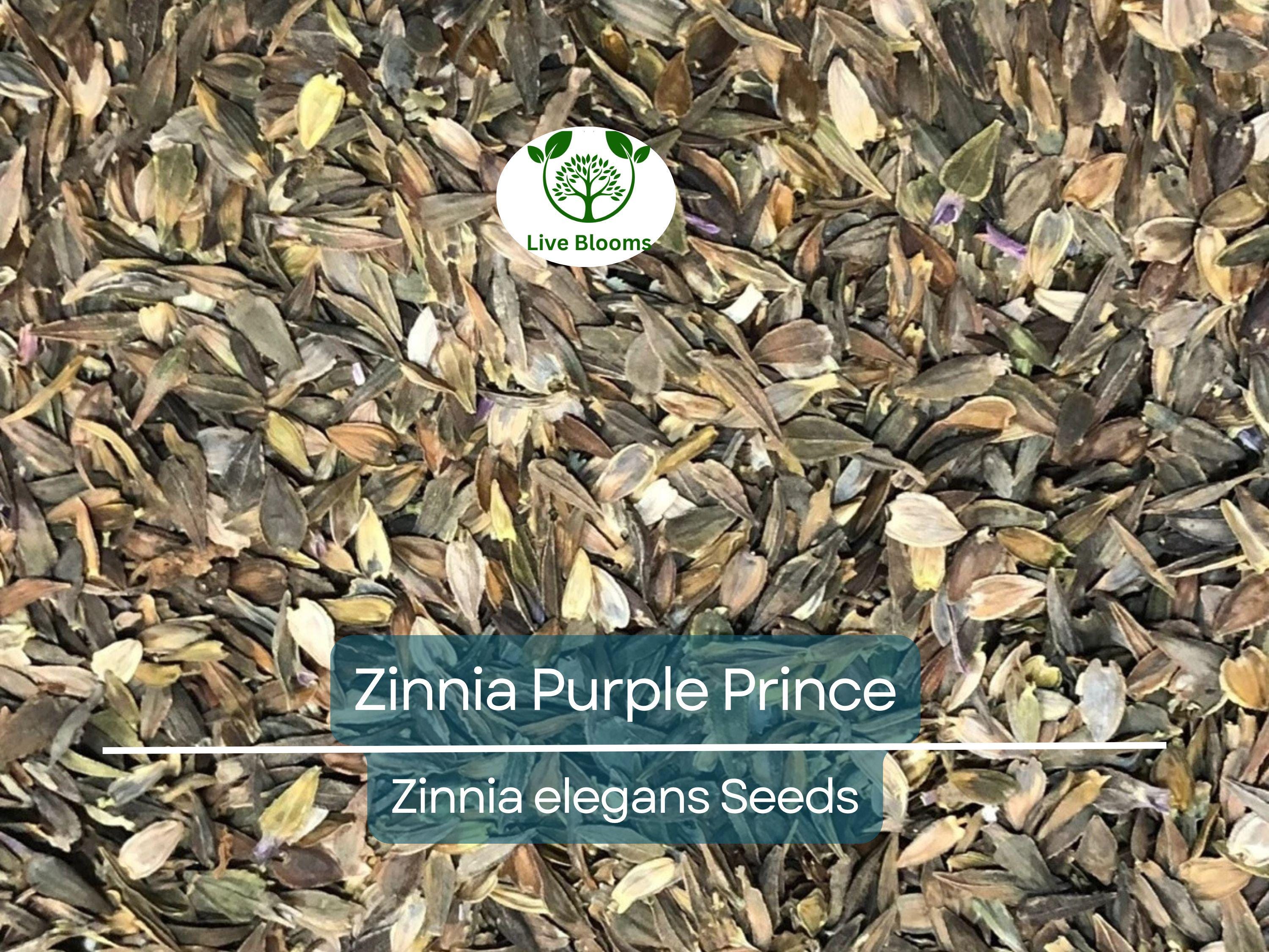 200 Zinnia Purple Prince Seeds – Zinnia elegans, Rich Purple Blooms, Attracts Butterflies & Finches, Cut Flower, Non-GMO