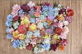 Mixed Succulents 25 Cuttings 1-2" Assorted Rosette Succulent Mix
