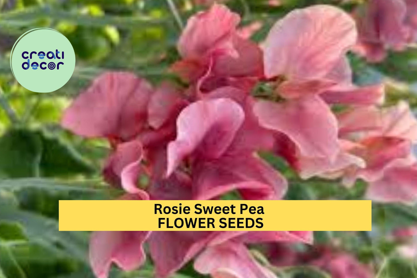 50+ Rosie Sweet Pea Seeds – Classic Rose-Pink Fragrant Blooms for Garden Planting, Climbing Vines for Trellises & Bouquets – USA