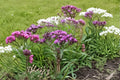 Vernonia Noveboracensis New York Ironweed Seeds – 100 Native Perennial Wildflower Seeds