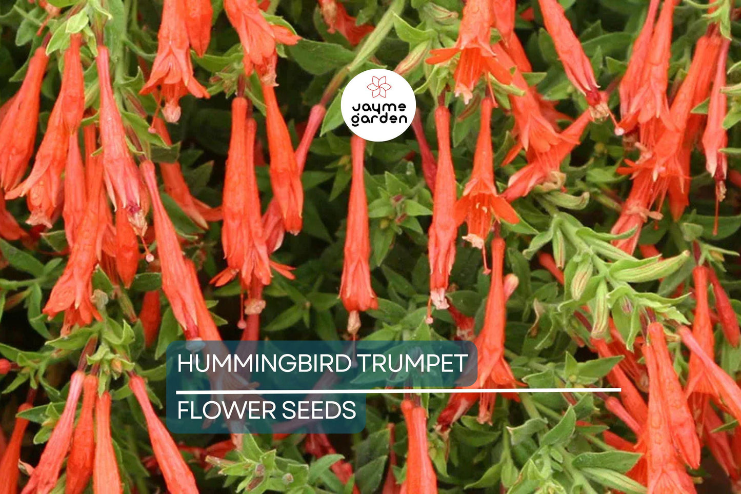 70 Hummingbird Trumpet Creeper Vine Seeds | Campsis Radicans | Fast-Growing | Attracts Pollinators