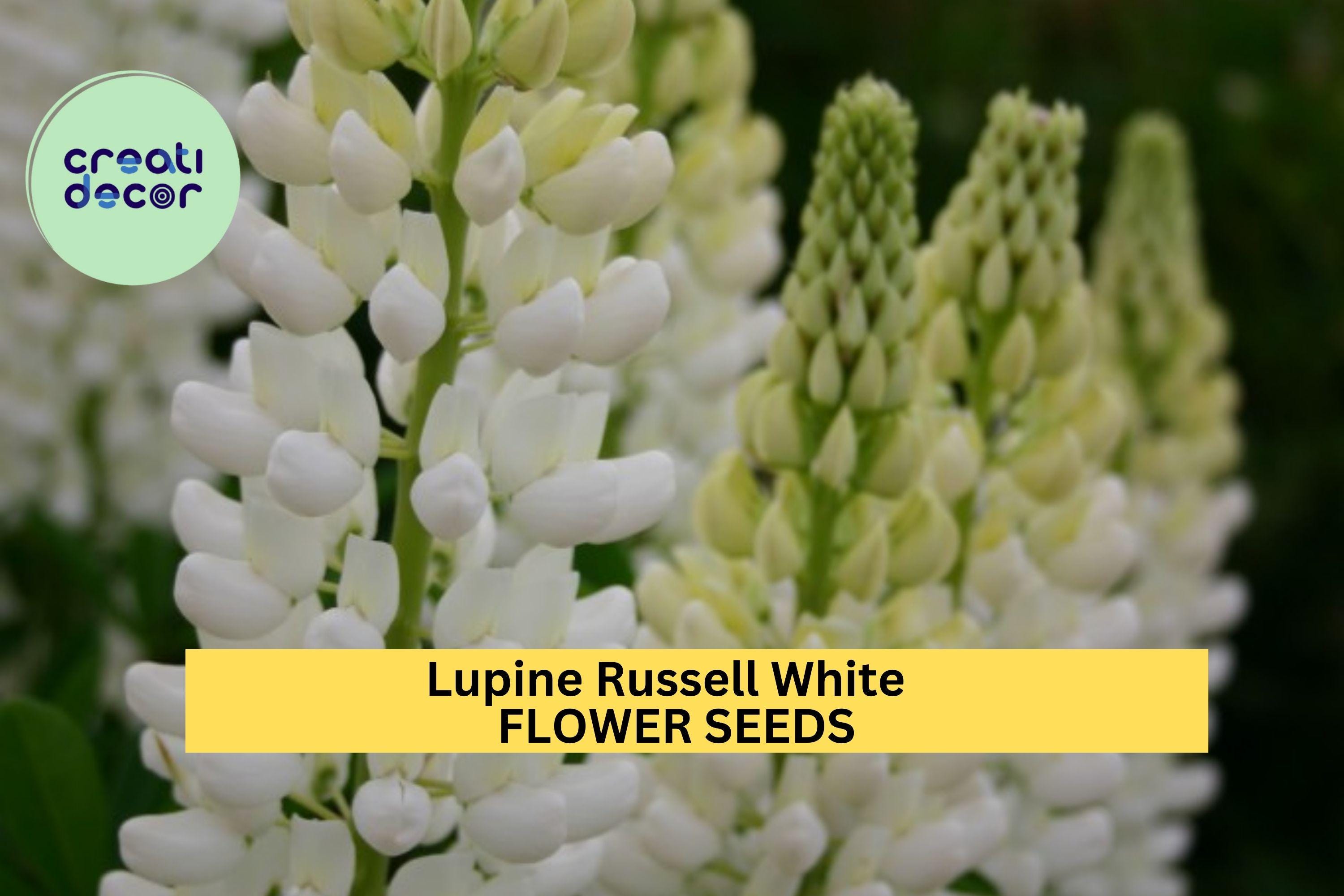 3pcs of 500mg Lupine Russell White Seeds – Elegant White Flower Spikes for Cottage Gardens, Pollinators & Floral Borders Seeds for Planting