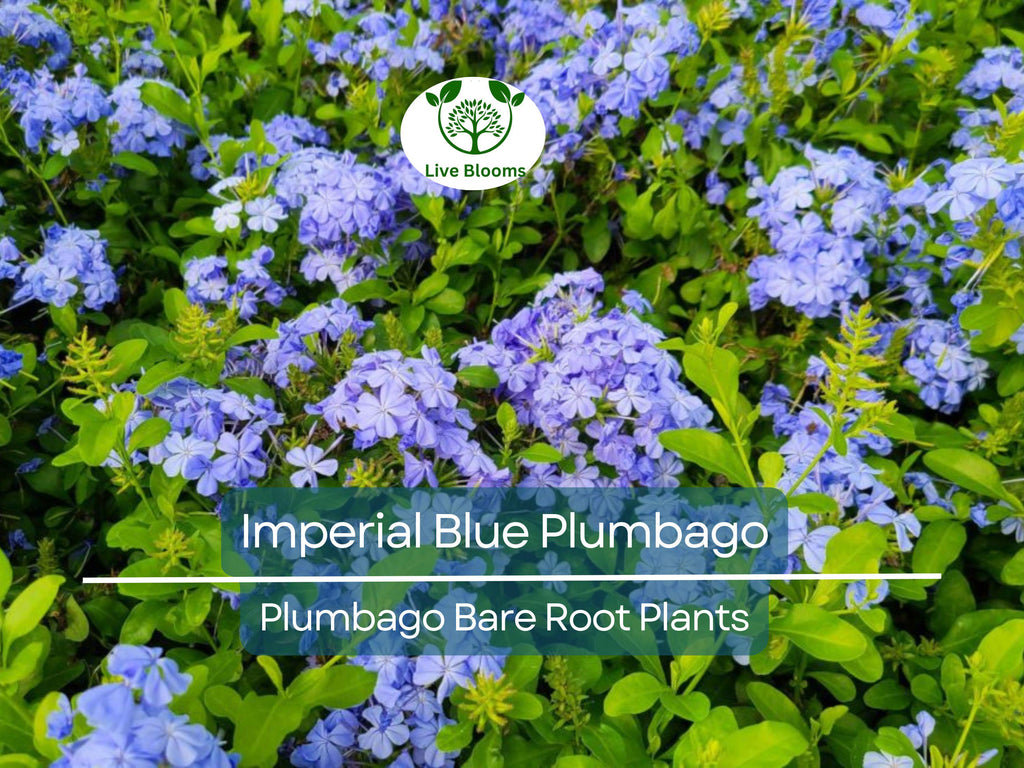 2 Imperial Blue Plumbago Plants – Live Bare Root Plugs 5” Tall – Fast-Growing Perennial with Brilliant Blue Blooms