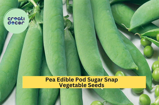 3pcs of 5g Sugar Snap Pea Seeds – Crisp Edible Pods for Snacking, Stir-Fry, and Easy Growing in Home Vegetable Gardens Seeds for Planting