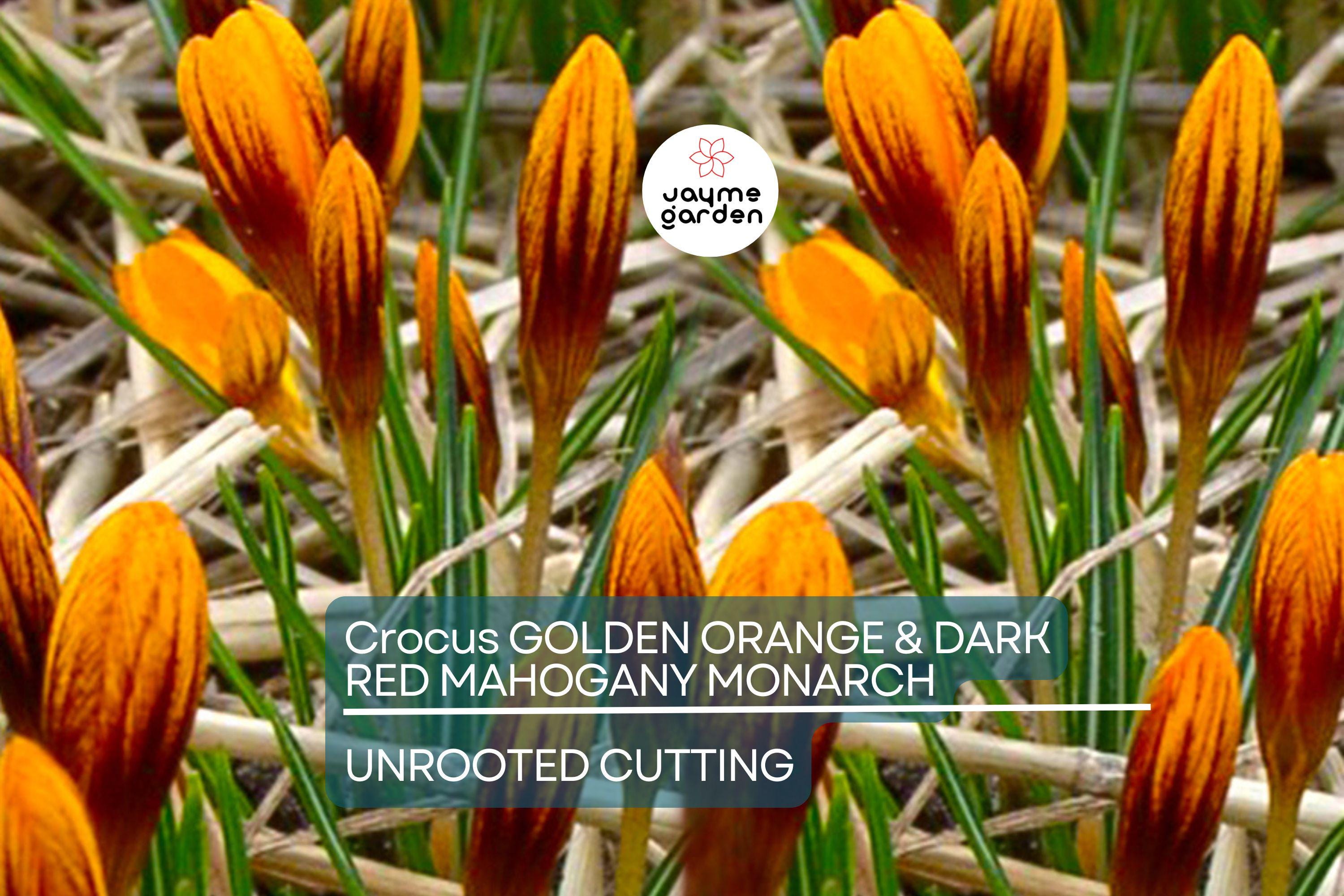 Crocus Golden Orange & Dark Red Mahogany Monarch – 5 Flower Plant Bulbs, Early Spring Bloomer