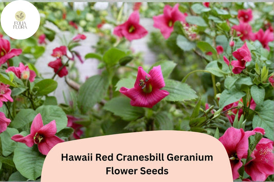 25+ Hawaii Red Cranesbill Geranium Seeds | Hardy Perennial Flower | Garden Plant Seeds