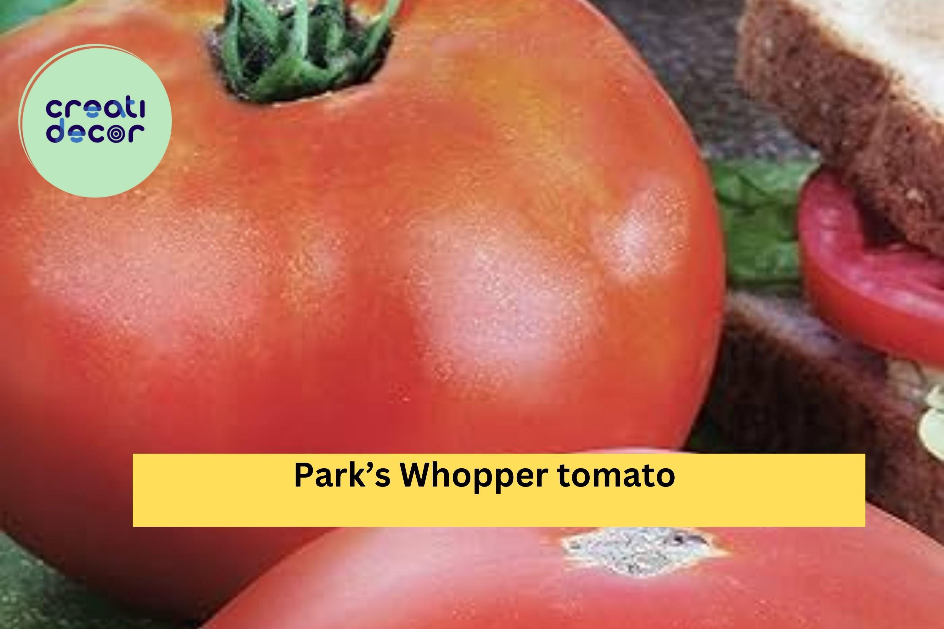 Park’s Whopper Tomato Live Plants – 2 Pack, 6–10 Inches Tall Hybrid Tomatoes, High-Yield Red Fruit Vegetable Garden Plants Zones 4–10