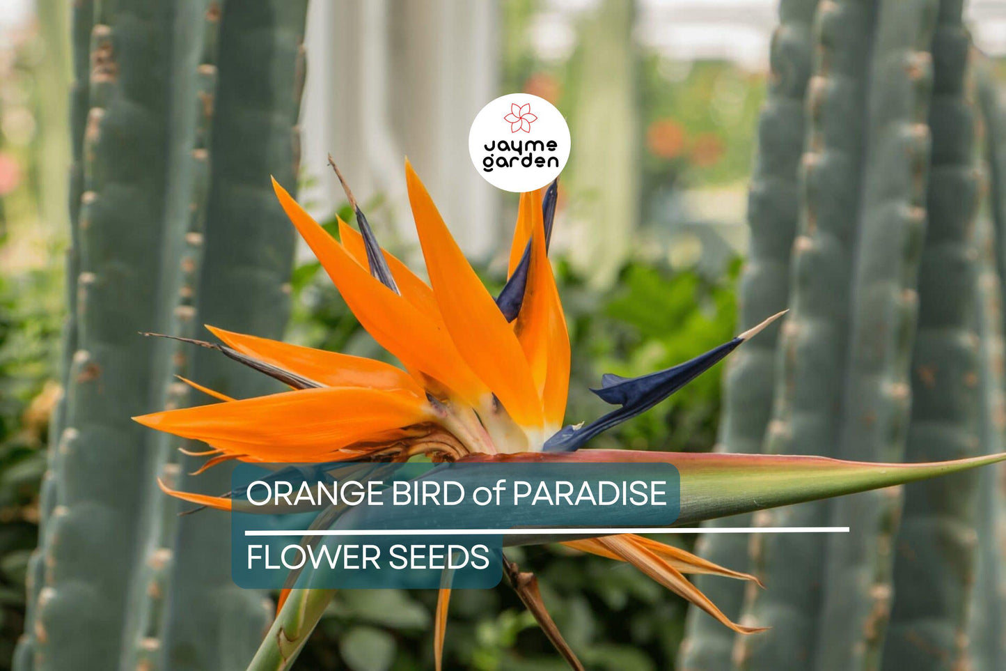 45 Orange Bird of Paradise Seeds (Strelitzia reginae) – Tropical Crane Flower Plant, 3-5 ft Tall, USDA Zones 9-11, Exotic Blooms
