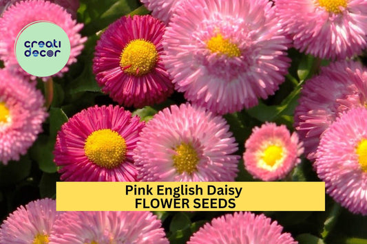 200+ Pink English Daisy Seeds – Rosy Button-Like Blooms for Garden Planting, Charming Perennials for Borders & Containers – USA