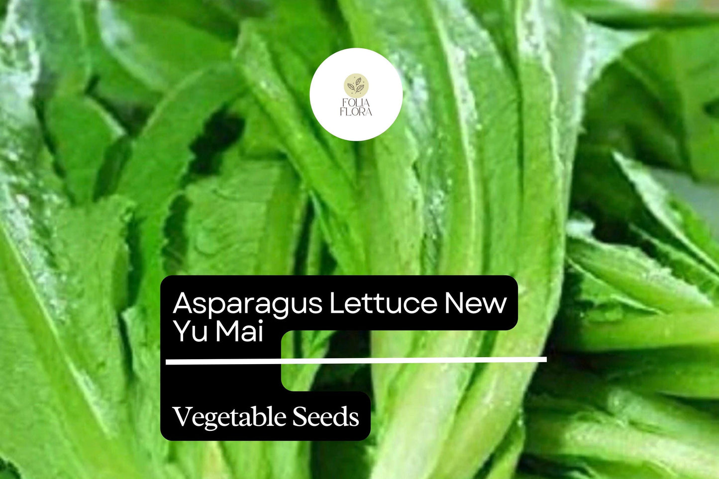 500mg Asparagus Lettuce New Yu Mai Seeds Lactuca sativa for Planting | Heirloom Asian Greens Crisp Stems & Tender Leaves