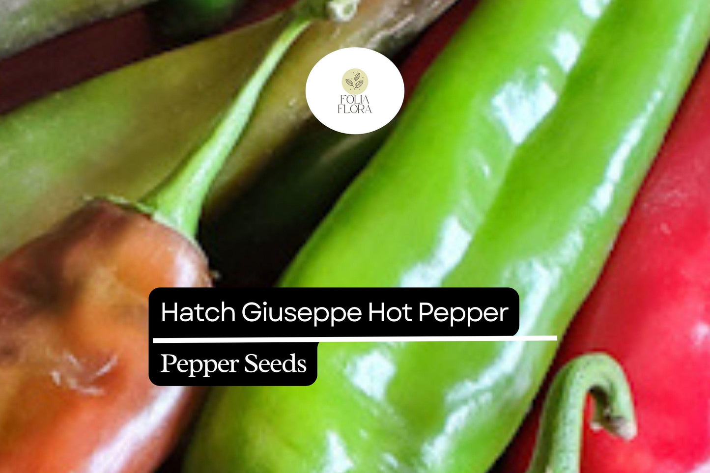 Hatch Giuzeppi Hot Pepper Seeds 250mg | Capsicum annuum | Non-GMO, Medium Heat, Prolific Variety, Perfect for Roasting, Salsas & Sauces