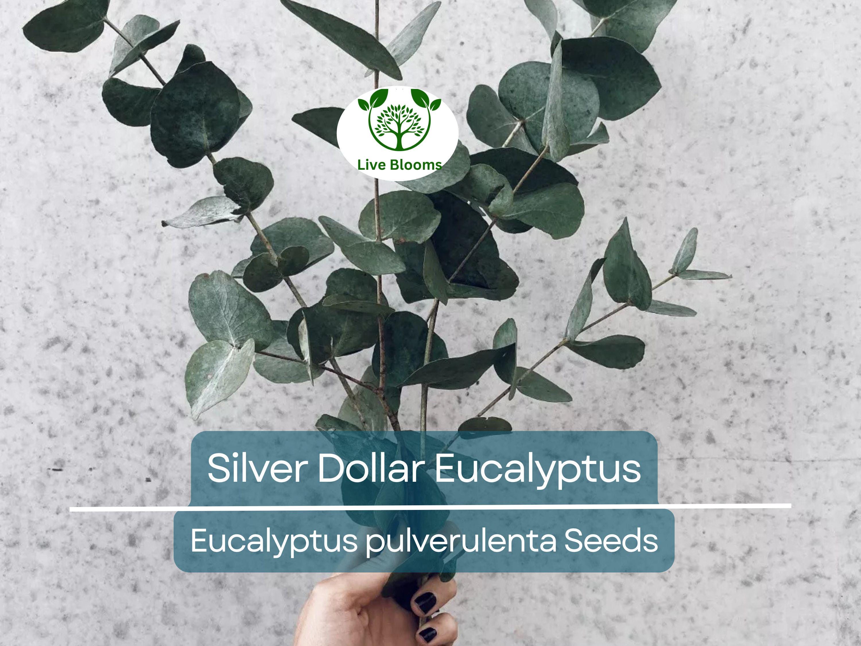 40 Eucalyptus pulverulenta 'Baby Blue' Bonsai Seeds, Silver Dollar Eucalyptus, Florist 'Baby Blue', Unique Indoor Bonsai Tree for Garden