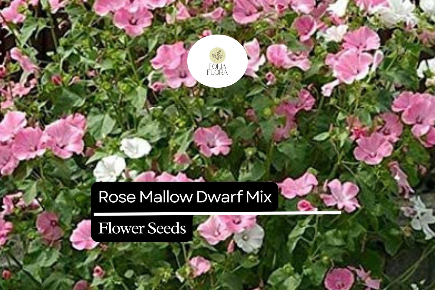 250mg Dwarf Rose Mallow Mix Seeds, Hibiscus moscheutos, Compact Perennial with Vibrant Mixed Blooms