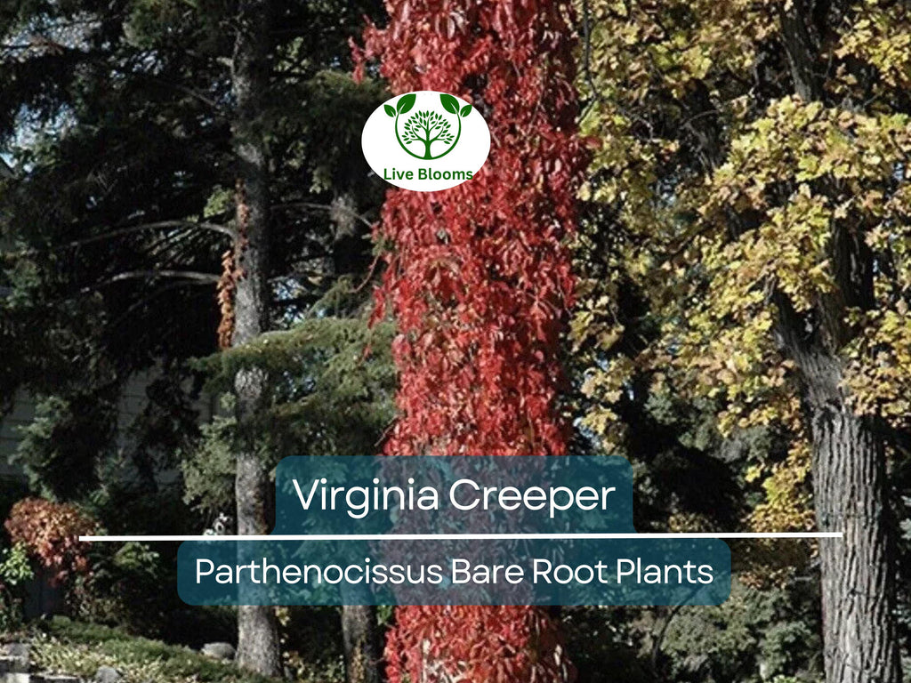 5 Virginia Creeper Vines – Bare Root Plants – Parthenocissus quinquefolia – Fast-Growing Native Perennial Climber
