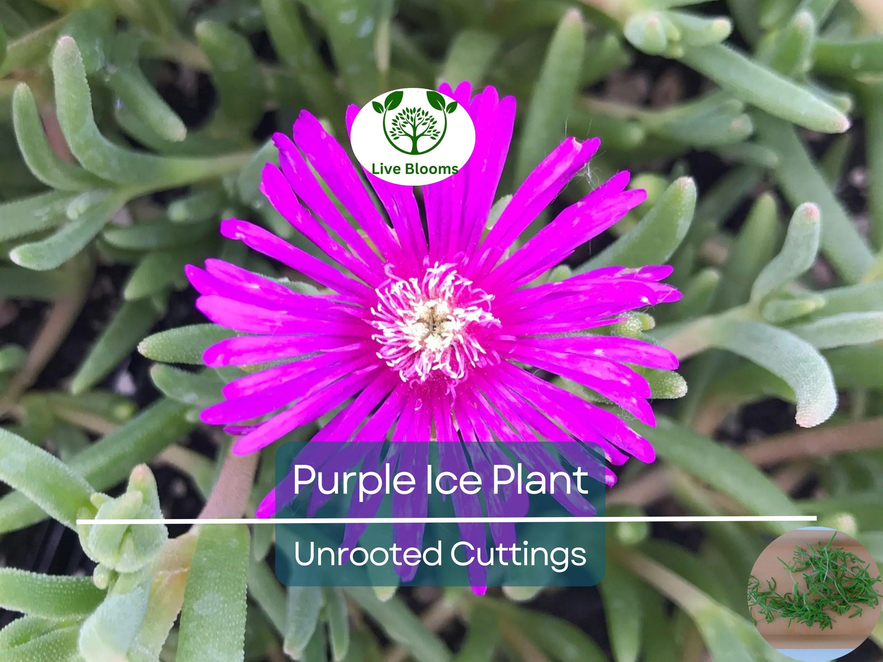12 Creeping Ice Plant Purple/Pink 4-7" Unrooted Cuttings, Ground Cover Succulent, Rare Delosperma, Easy to Grow, Vibrant Succulent Plants