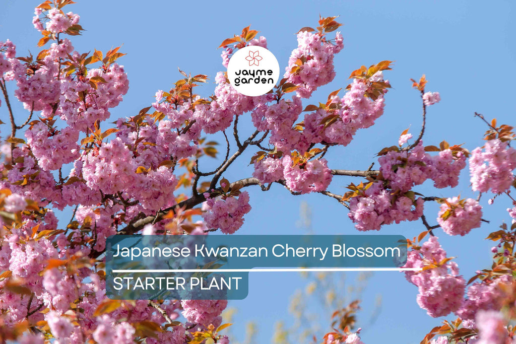 Kwanzan Cherry Blossom Starter Plant | 8-10” Live Tree | Prunus serrulata | Japanese Ornamental Tree | Spring Blooms | Well-Rooted