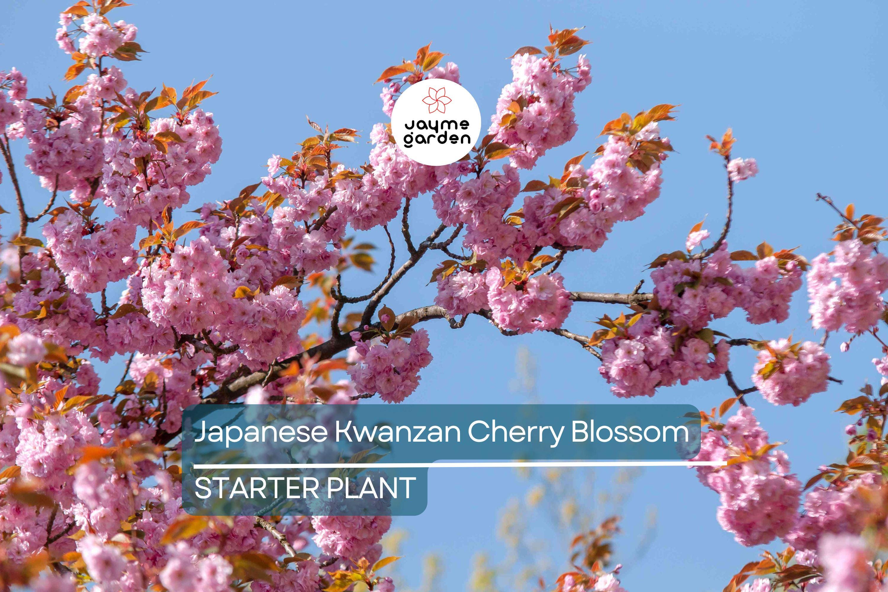 Kwanzan Cherry Blossom Starter Plant | 8-10” Live Tree | Prunus serrulata | Japanese Ornamental Tree | Spring Blooms | Well-Rooted