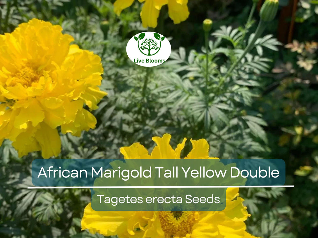 200 African Marigold Seeds - Tall Yellow Double Blooms | Tagetes erecta, Non-GMO, Beneficial Companion Plant, Pollinator Friendly