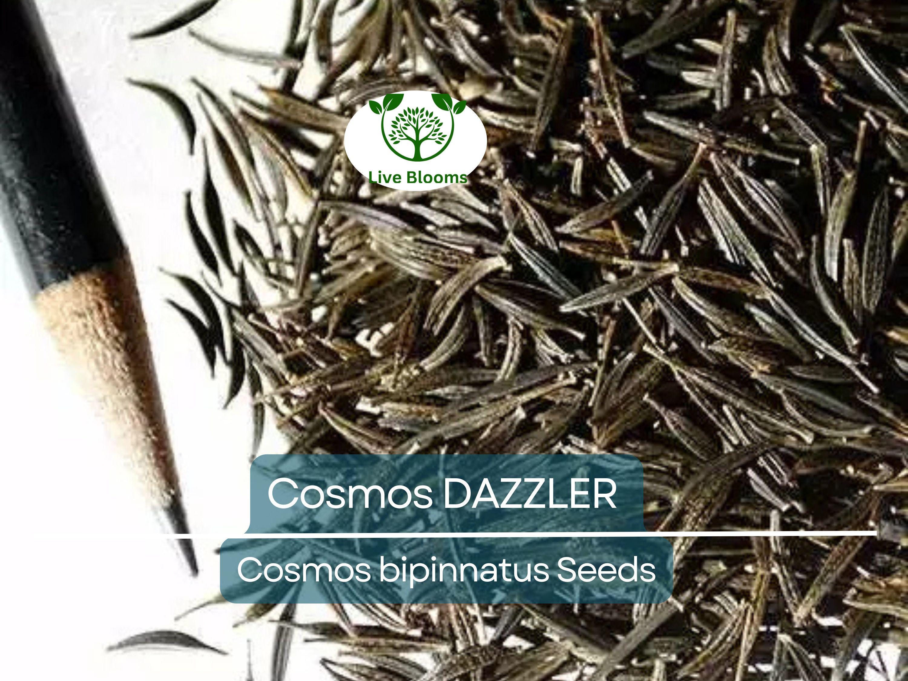 50 Cosmos DAZZLER Flower Seeds | Tall 5' Plants, 2–4" Blooms | Non-GMO | Cosmos Bipinnatus | Butterfly & Pollinator Friendly