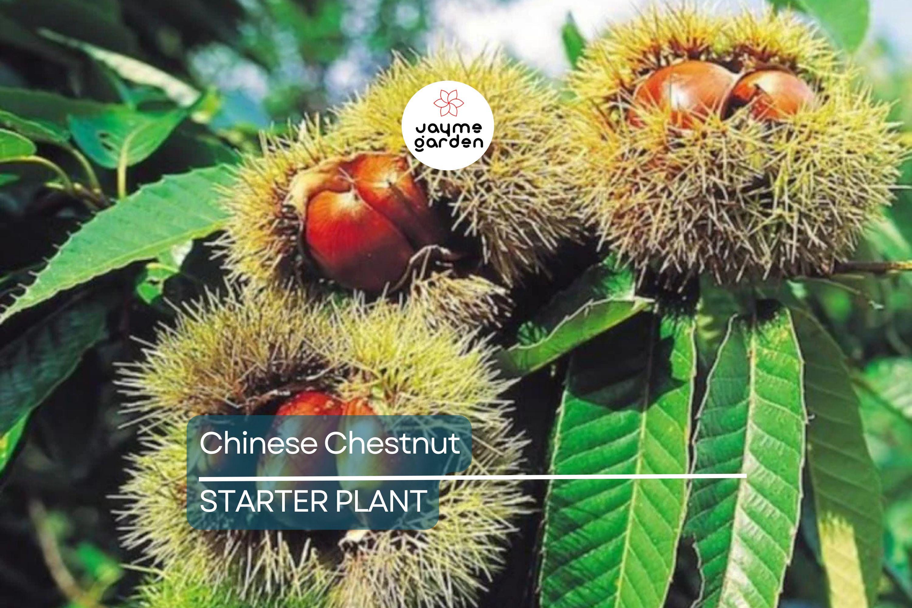 Chinese Chestnut Tree (2 Pack) – Live Bare Root Plant, Blight Resistant, Edible Nuts, Grows 40-60', Full Sun, Zones 3-9