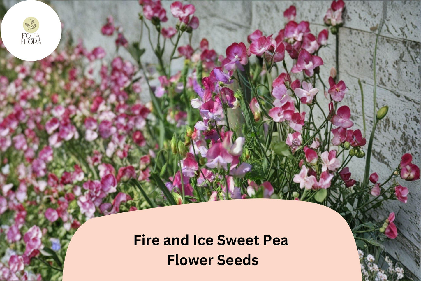 Fire and Ice Sweet Pea Seeds | Lathyrus odoratus Red Purple Bicolor Blooms Garden Planting (50+ Seeds)