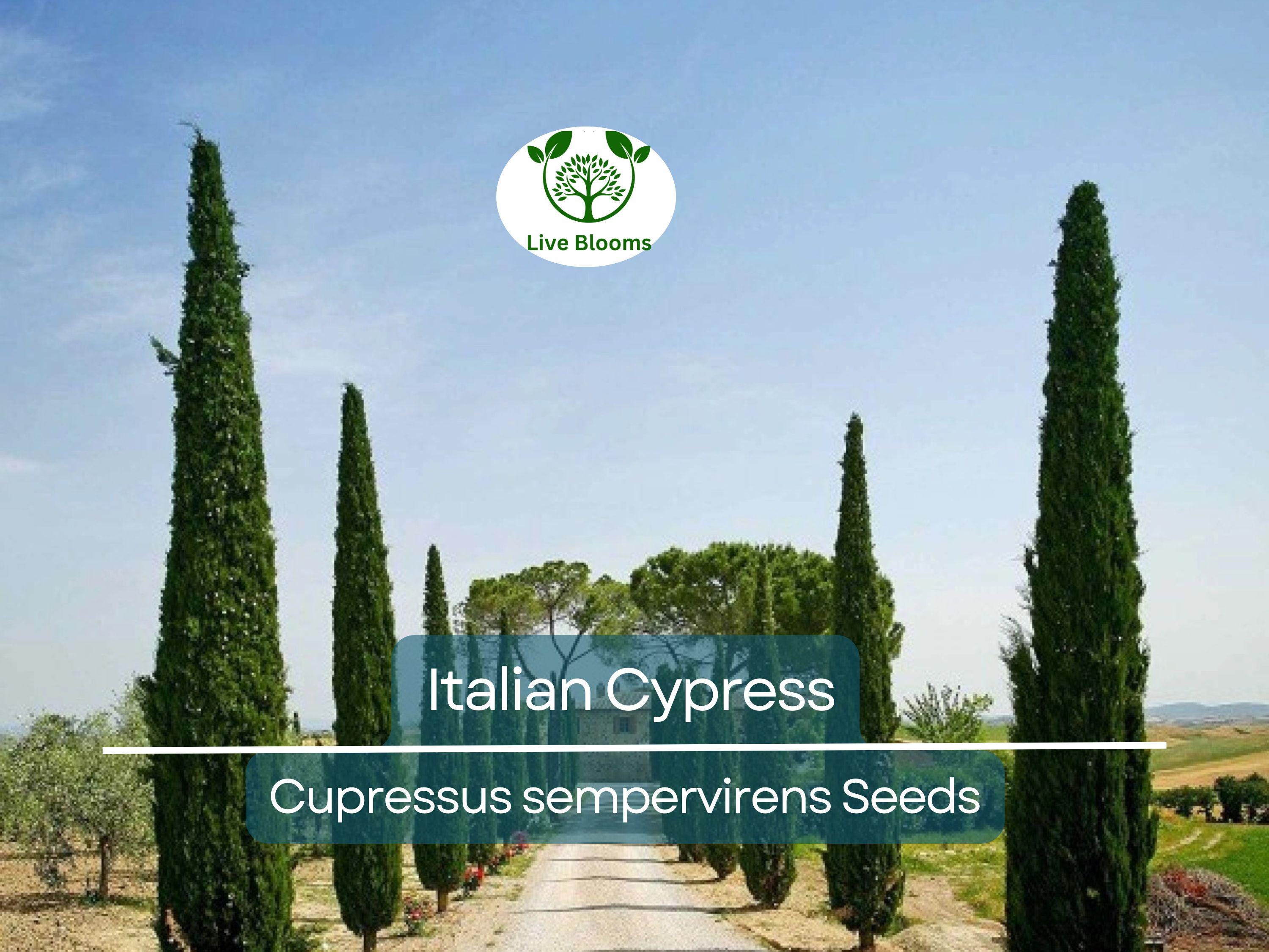 50 Italian Cypress Tree Seeds (Cupressus sempervirens), Evergreen Cedar, Non-GMO, Fast-Growing, Ideal for Privacy Screens, Outdoor Trees
