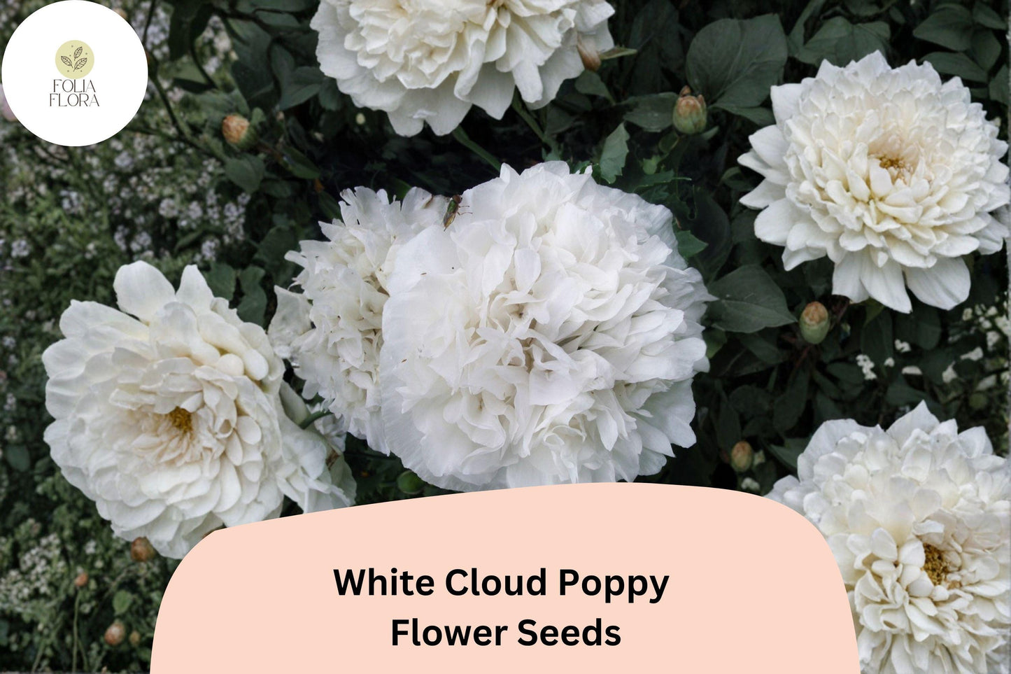 200+ White Cloud Poppy Seeds for Garden Planting – Pure White Blooms, Easy to Grow Annual Wildflower