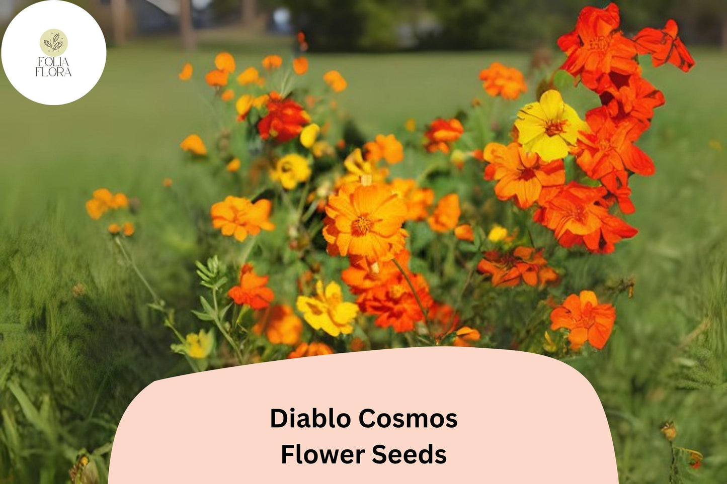 200+ Diablo Cosmos Seeds | Cosmos Sulphureus Bright Orange-Red Annual Flower Seeds