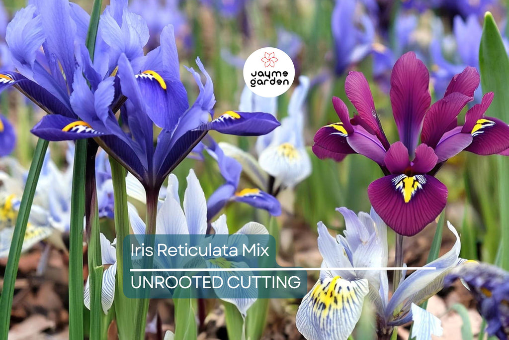 Iris Reticulata Mix Bulbs - Purple & Blue Dwarf Iris, 4-6" Tall, Early Spring Blooms, Hardy Zones 4-9, Perfect for Borders and Naturalizing