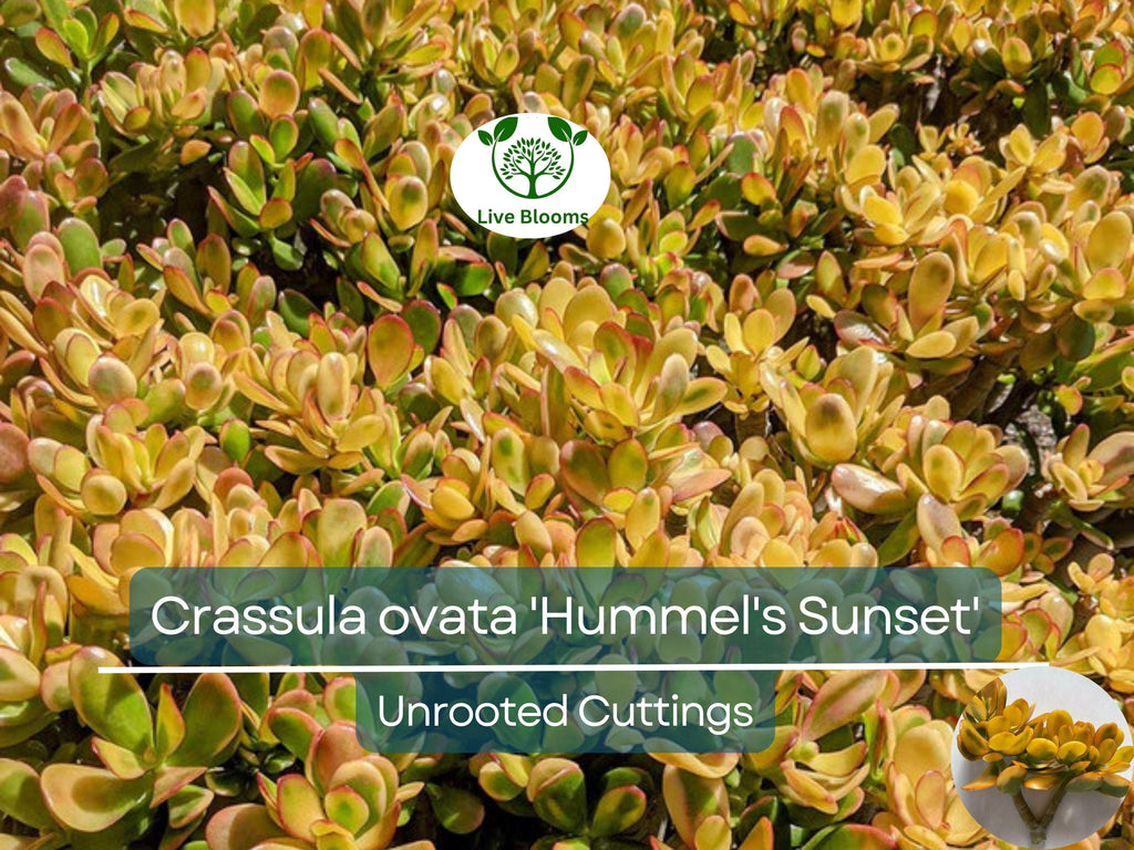 1 Golden Jade Hummels Sunset Crassula Ovata Argentea Huge Branched Cutting Unrooted 5" - Succulent, Jade Plant, Rare Plant Propagation