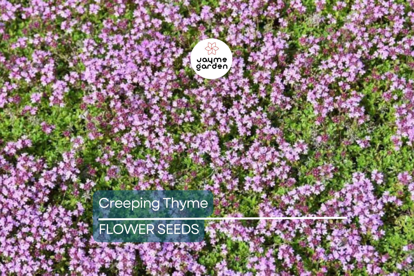1,000 Creeping Thyme Seeds | Dwarf 6" Variety | Beautiful Blooms, Non-GMO, USA