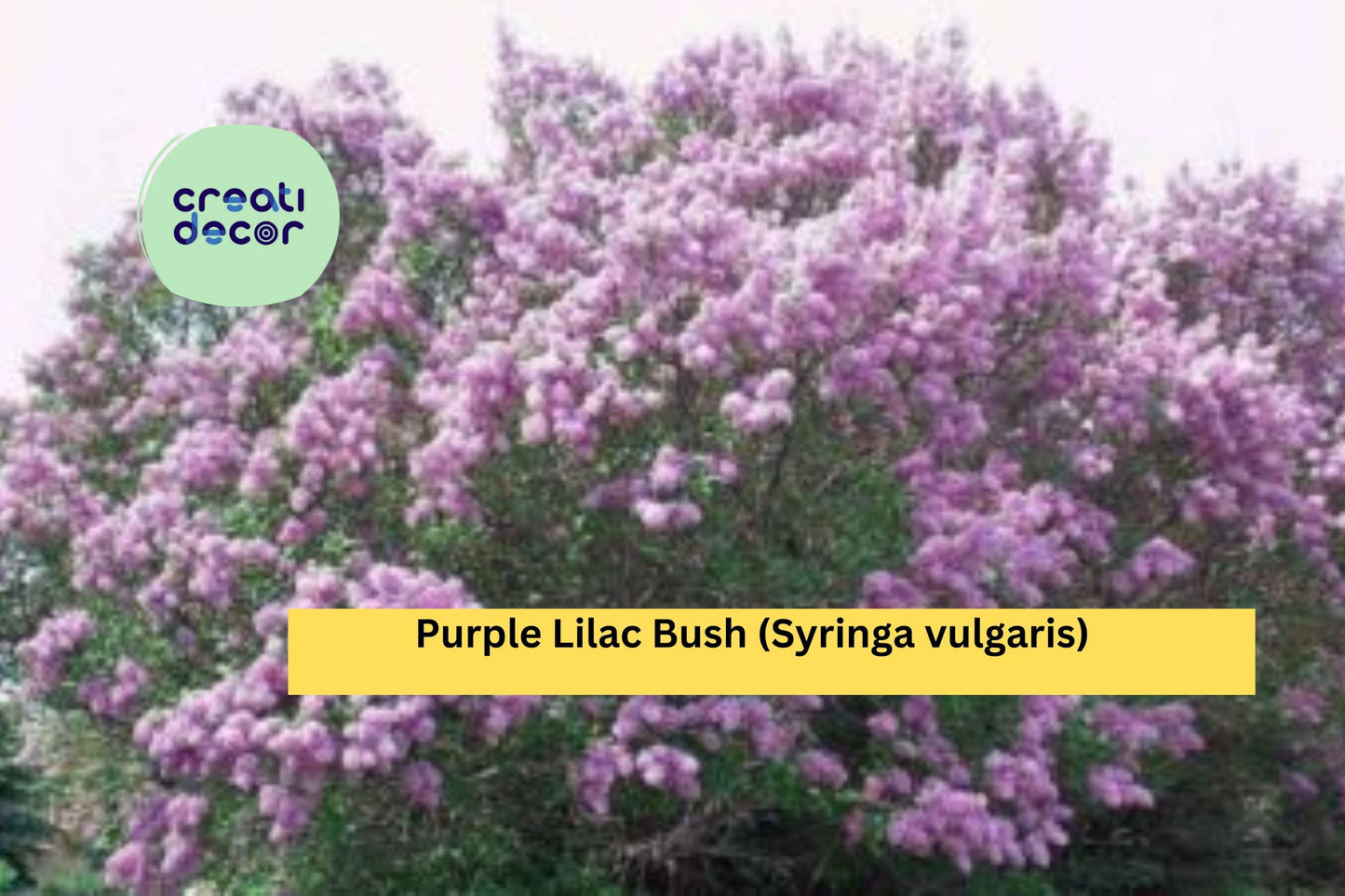5 Purple Lilac Bushes – Live Bare Root Starter Shrubs with Planting Instructions, Hardy Spring Planting Perennials for Garden Borders