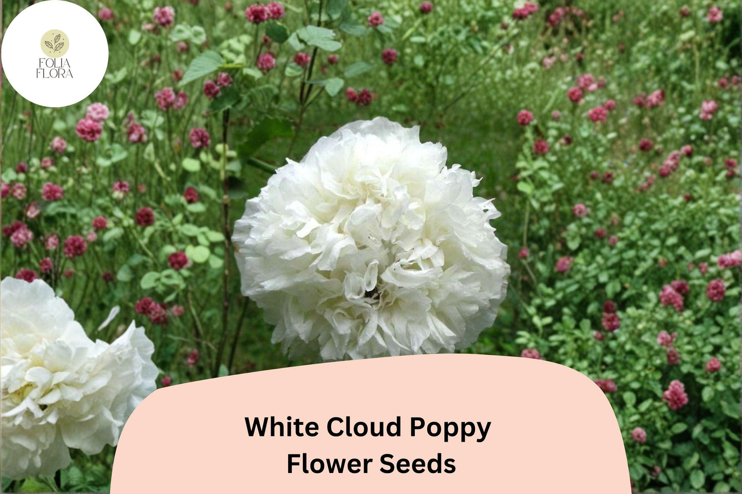 200+ White Cloud Poppy Seeds for Garden Planting – Pure White Blooms, Easy to Grow Annual Wildflower